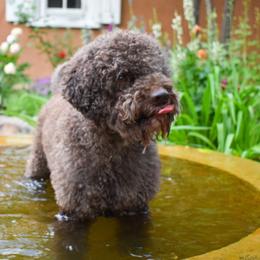 Emilia - Lagotto Romagnolo