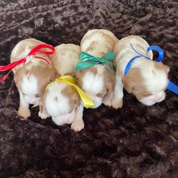 Cavalier King Charles Spaniels from RC Enterprises