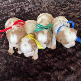 Cavalier King Charles Spaniels from RC Enterprises