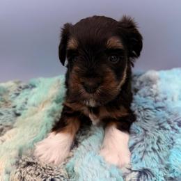 Asia - Black female Miniature Schnauzer puppy in Russell, Kentucky from Marjorie's Simply Schnauzer