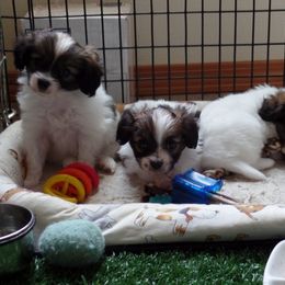 Papillon Puppies from Akai Papillons and Phalenes
