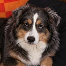 Skye - Australian Shepherd
