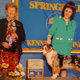Miniature American Shepherds from Susan Callen's Miniature American Shepherds