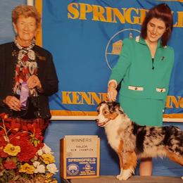 Miniature American Shepherds from Susan Callen's Miniature American Shepherds