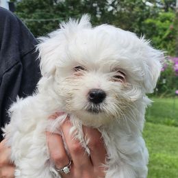 Little General - White male Coton de Tulear puppy in Conrad, Iowa from Ferne's Kintana Cotons