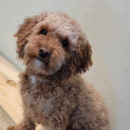 Goldendoodles from McCall Mini Doodles