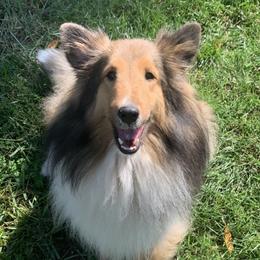 Lady - Shetland Sheepdog