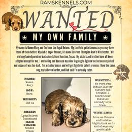 Queen Mary - Cream female Dachshund puppy in Splendora, Texas from Ram’s Kennels