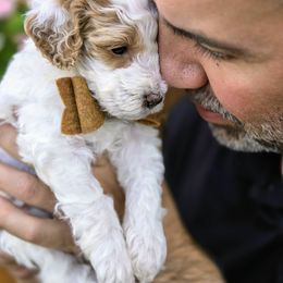 Ray - Parti male Goldendoodle puppy in Leander, Texas from Doodle Doula