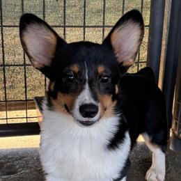 Tri Boy 1 - Black and tan male Pembroke Welsh Corgi puppy in Bay Area, California from MJ's Corgis
