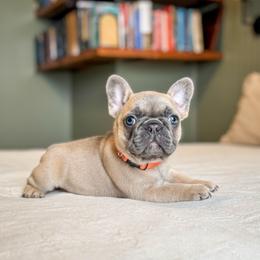 Jude - Fawn male French Bulldog puppy in Monett, Missouri from Bailey French Bulldogs