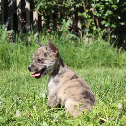 Rocco - Merle male Chihuahua puppy in Willamina, Oregon from Cherished Chihuahuas