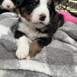 Pink - Black rust and white female Bernese Mountain Dog puppy in North Grove, Indiana from J&F Country Canines