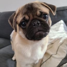 Pug Puppies from Windsor Pugs