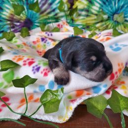 Miniature Schnauzer Puppies from Nature's Nook