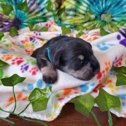 Miniature Schnauzer Puppies from Nature's Nook
