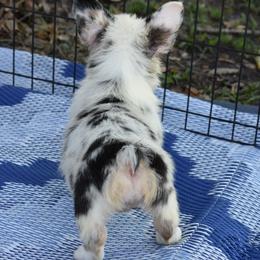American Corgi, Cane Corso, Pembroke Welsh Corgi, and Rhodesian Ridgeback Puppies from Diamondcrest Inc