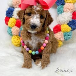 Lennox - Red  female Goldendoodle puppy in State Road, North Carolina from Must Love Doodles
