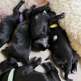 Goldendoodle and Poodle Puppies from Poodles and Doodles By Grace