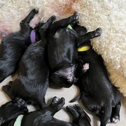 Goldendoodle and Poodle Puppies from Poodles and Doodles By Grace