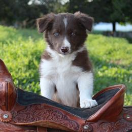 Kentucky - Tri-color female Border Collie puppy in Kalispell, Montana from Last Call Border Collies