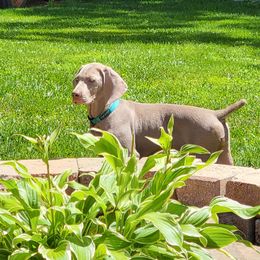 Girl teal - Gray Weimaraner puppy in London, Ohio from Waystar Weimaraners