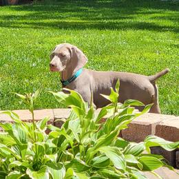 Girl teal - Gray Weimaraner puppy in London, Ohio from Waystar Weimaraners