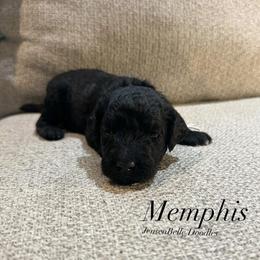 Bernedoodle, Goldendoodle, and Poodle Puppies from JensenBelle Doodles