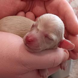 Ee Cream Female - Cream female Dachshund puppy in Howell, Michigan from Em-Me's Royal 'n Loyal Dachshunds