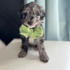 Strudel - White and blue merle male Bordoodle puppy in Valley Center, California from Circle R Valley Bordoodls