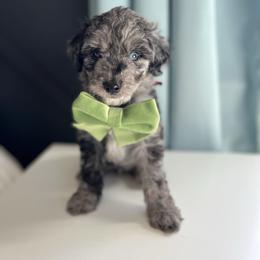 Strudel - White and blue merle male Bordoodle puppy in Valley Center, California from Circle R Valley Bordoodls