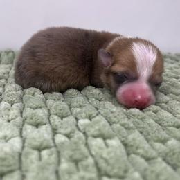 Oak - Red merle and white male American Corgi puppy in Waco, Texas from The Comma Corgis
