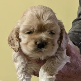 Boy 1 - Buff male Cocker Spaniel puppy in Ferron, Utah from Jacobsen's Cockers