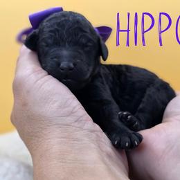 Hippo - Black female Poodle puppy in Springfield, Oregon from Valaurah Farms