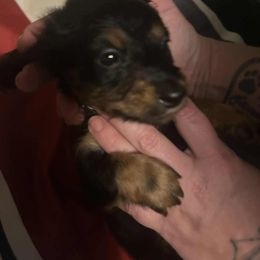 Ckc Black tan boy - Black and tan male Dachshund puppy in Madisonville, Tennessee from LaRose Farm & Kennels