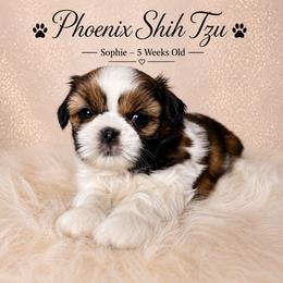Sophie - Tricolor female Shih Tzu puppy in Hayden, Idaho from Phoenix Shih Tzu