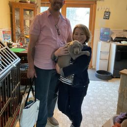 Weimaraner Puppies from Meadow Ridge Weims and Danes