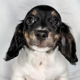 Pterodactyl - Piebald female Dachshund puppy in Winamac, Indiana from WZ Kennels