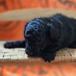 Alex - Black male Poodle puppy in Cedar Grove, North Carolina from Toy Poodles of NC