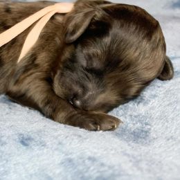 Jovie - Merle female Cockapoo puppy in Bedford, Iowa from Our Father’s Doodles