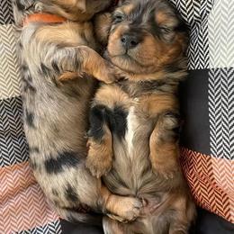 Dachshund Puppies from Wiggles & Wags Dachshund's