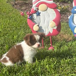 Colin - Chocolate and white male Chihuahua puppy in Gloucester, Virginia from Charlotte's Web of Chihuahuas