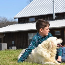 Golden Retriever Puppies from Rockinbfarms