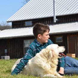 Golden Retriever Puppies from Rockinbfarms