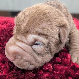 Girl 2 - Chocolate dilute female Chinese Shar-Pei puppy in Autryville, North Carolina from T&D'S Razen Wrinkles Shar-pei