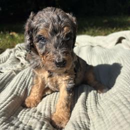 Sunny - Parti female Poodle puppy in Troy, New Hampshire from SP Standard Poodles