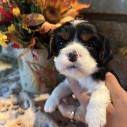 Tri green - Tri-color male Cavalier King Charles Spaniel puppy in Greenleaf, Wisconsin from Ledgetop Family Cavaliers