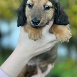 Dachshund Puppies from Wyches Bayou Dachshunds