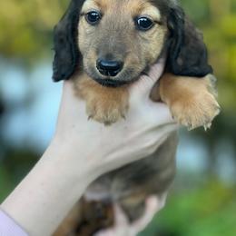 Dachshund Puppies from Wyches Bayou Dachshunds