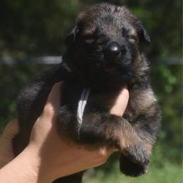 Purple collar female - Sable female German Shepherd puppy in Marianna, Florida from Haus M Godwin